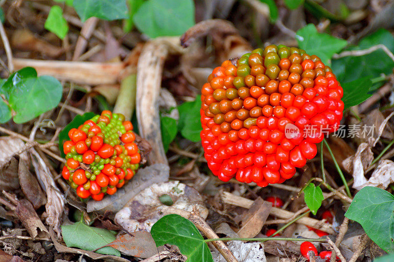 天南星/黄连:花和果